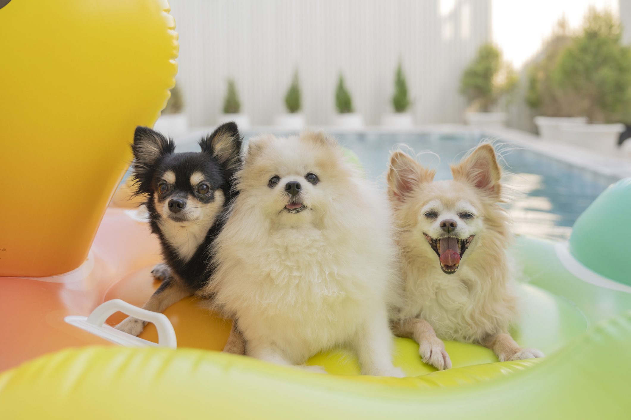 Three small dogs on inflatable pool float.