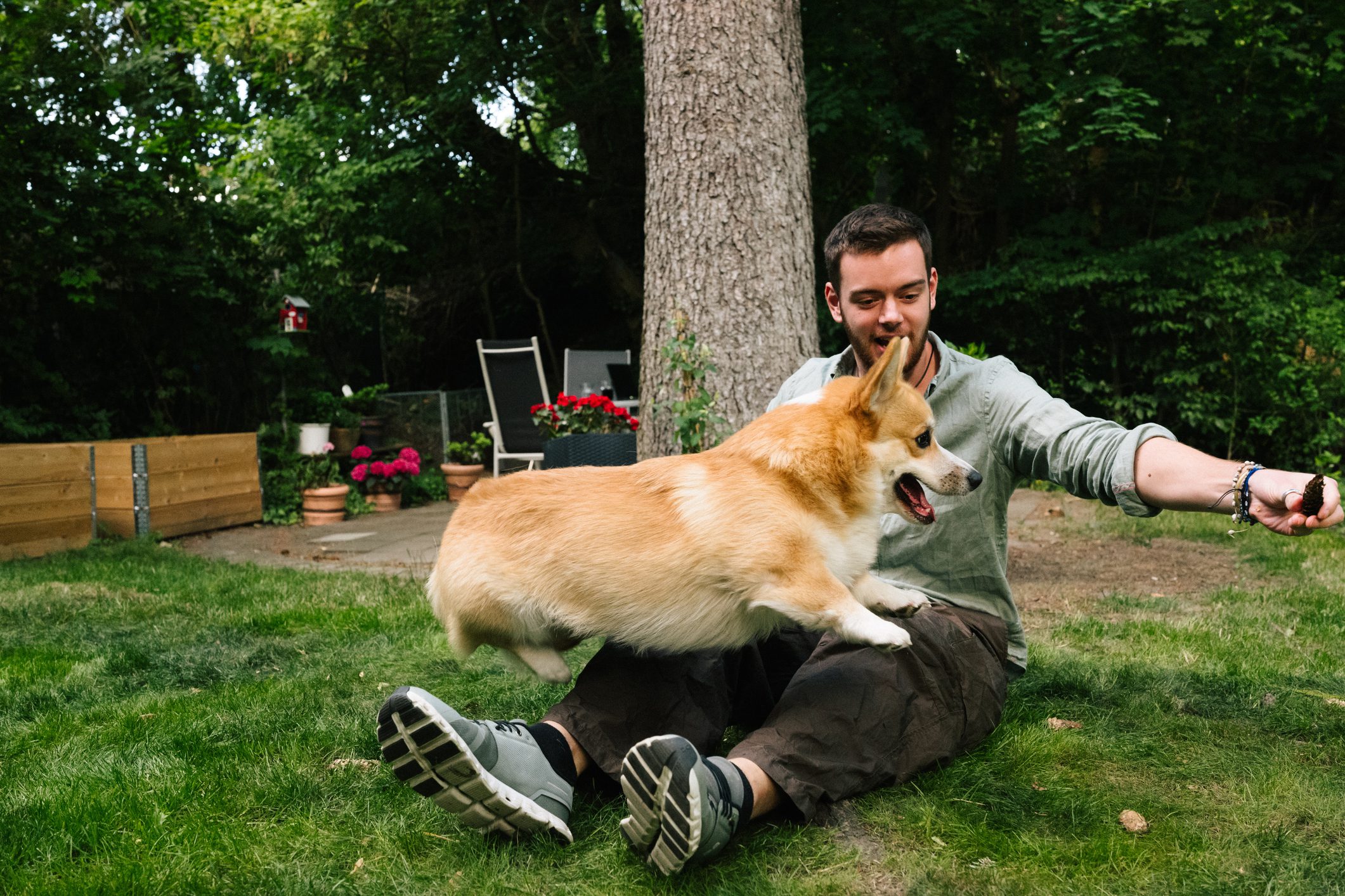 Man playing with Corgi in a garden.