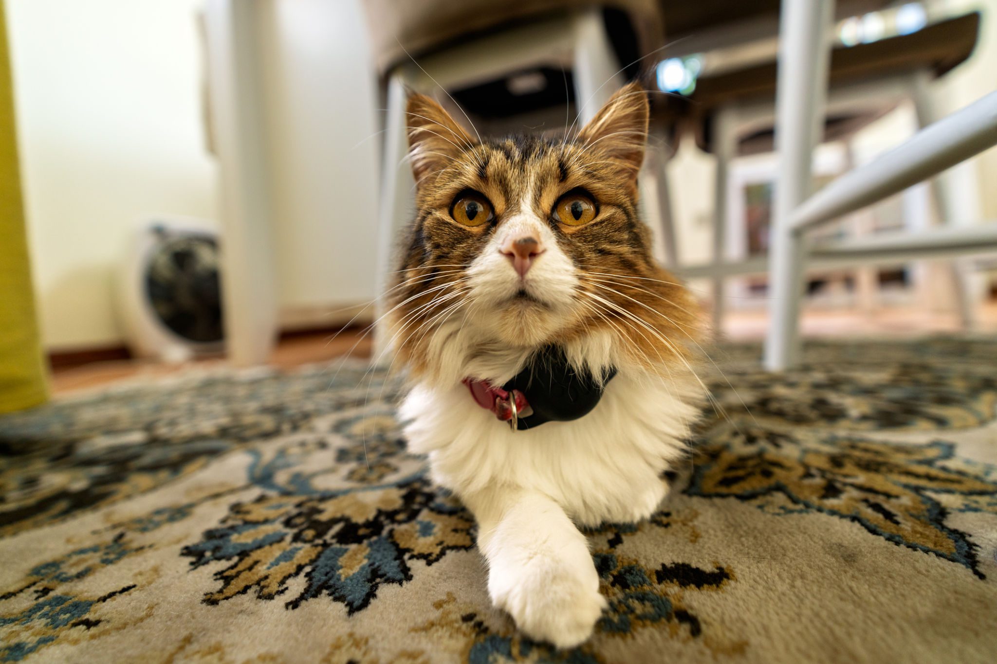 Cat lying on patterned rug indoors.